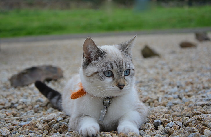 silver tabby cat, kitten, cat, siamese cat, muzzle, HD wallpaper