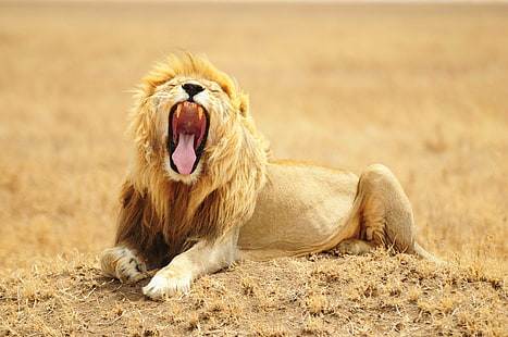снимка на възрастен лъв, късна нощ, снимка, възрастен, лъв, Танзания, Африка, d300, Серенгети, Creative-commons, лъв - Котешки, животно, сафари Животни, дива природа, природа, месоядно животно, дивата природа, грива, бозайник, савана, кения, недоместена котка, голяма котка, национален резерват масай Мара, лъвица, масай Мара, HD тапет HD wallpaper