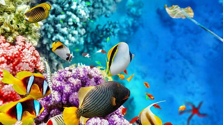 fish, coral reef, coral reef fish, marine biology, underwater, reef, coral, stony coral, aquarium, HD wallpaper
