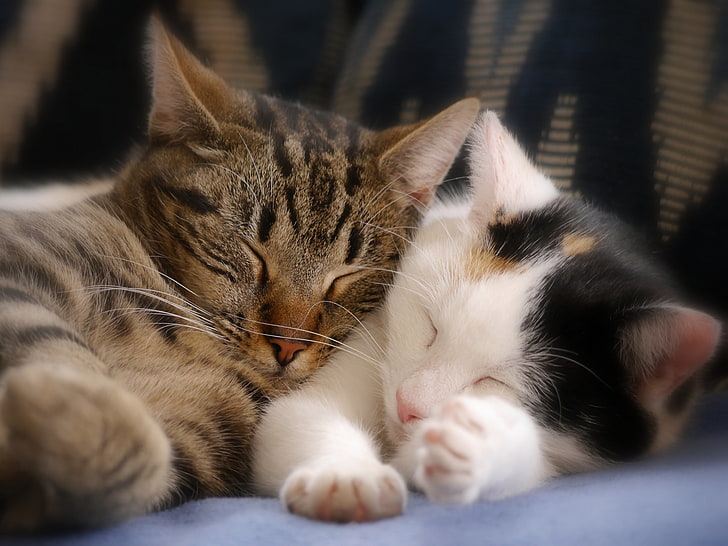 two short-fur gray-white-and-black cats, sleep, kittens, a couple, sleeping kittens, HD wallpaper