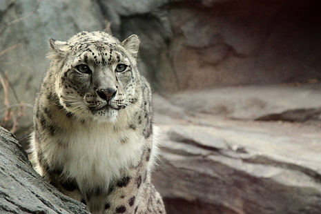 cheetah coklat dan hitam, hewan, macan tutul salju, macan tutul (hewan), Wallpaper HD HD wallpaper