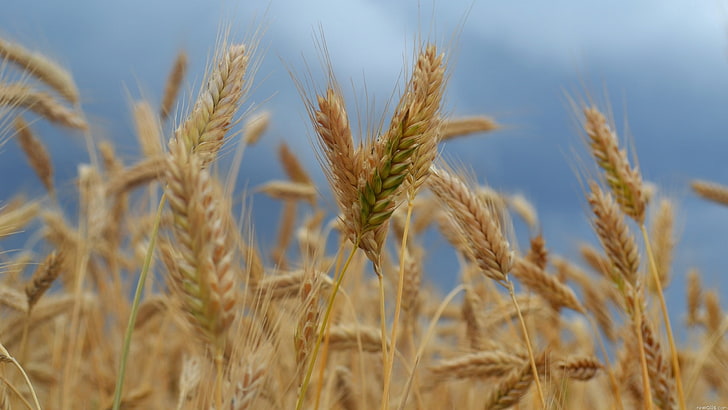 ladang gandum, telinga jagung, ladang, angin, matang, Wallpaper HD