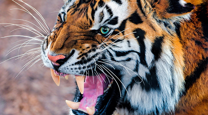 tiger 4k  download pc, HD wallpaper