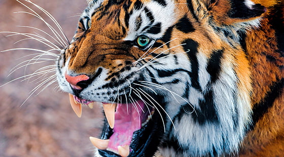 tiger 4k  download pc, HD wallpaper HD wallpaper