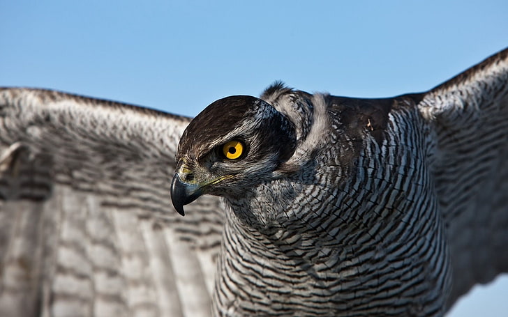 brown and white falcon, falcon, bird, striped, tail, wag, HD wallpaper