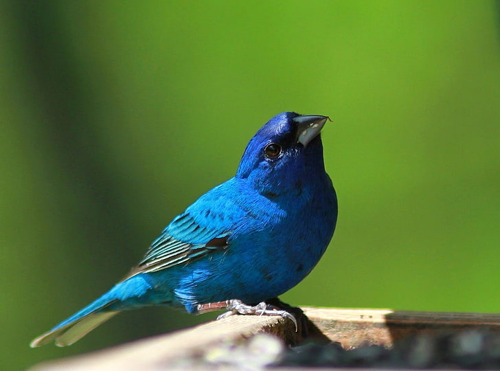 Vögel, Indigo Bunting, Tier, Vogel, Blau, HD-Hintergrundbild