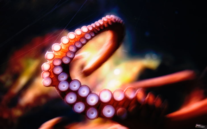 octopus, tentacles, underwater, blurred, HD wallpaper