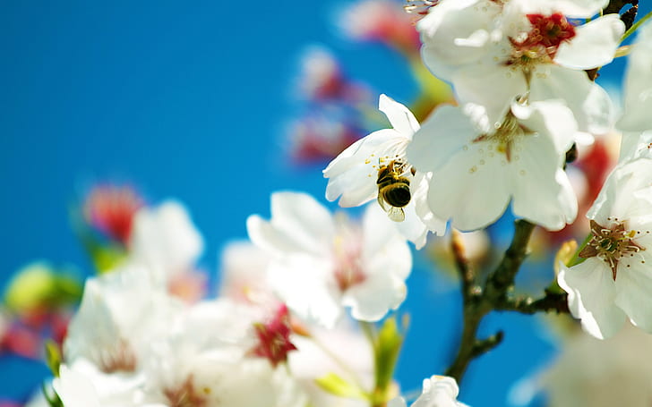 Bee and snow-white pear flowers, Bee, Snow, White, Pear, Flowers, HD wallpaper