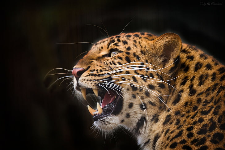 leopardo marrom, leopardo, predador, mandíbulas, dentes, presas, fundo preto, HD papel de parede