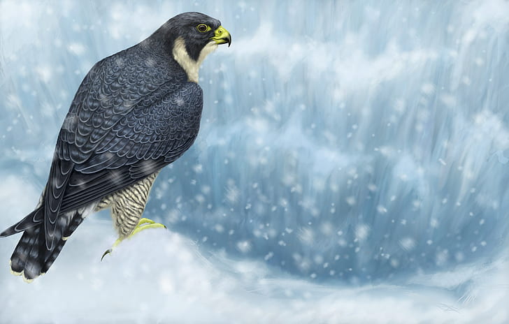 peregrine falcon, HD wallpaper