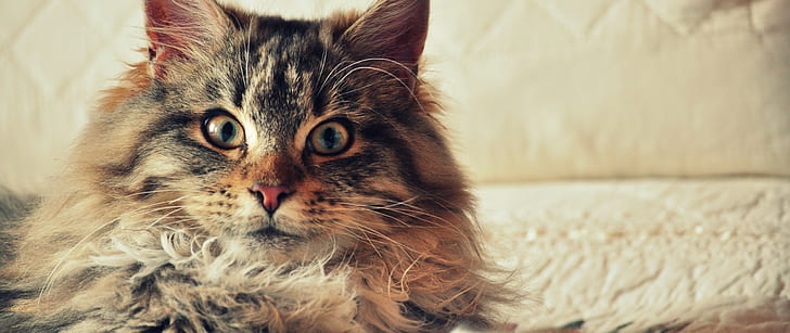 Kucing, Maine Coon, Fluffy, Kesayangan, kucing, kucing maine coon, berbulu, kesayangan, Wallpaper HD