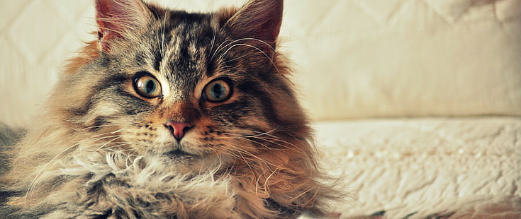Gato, Maine Coon Cat, Fluffy, Pet, cat, maine coon cat, esponjoso, pet, Fondo de pantalla HD HD wallpaper