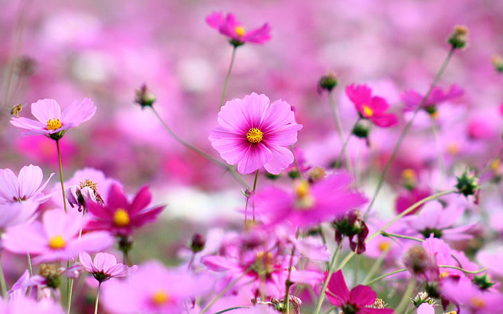 Primavera-florescendo flores cor de rosa, primavera, florescendo, rosa, flores, HD papel de parede
