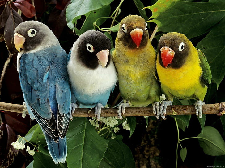 Papegojfamilj, 4 korta näbbfåglar, djur, papegoja, grupp, fågel, HD tapet