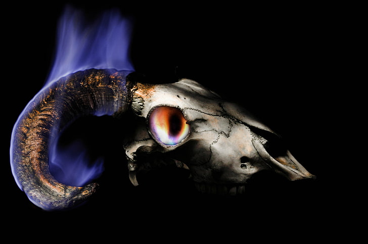 skull, horns, HD wallpaper