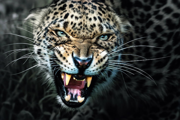 Leopardentier, Leopard, Reißzähne, Grinsen, HD-Hintergrundbild