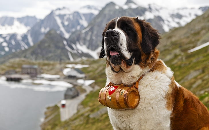 Saint Bernard, Dog, Muzzle, HD wallpaper