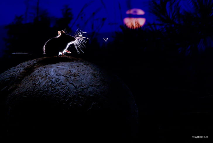 nature plants animals mice montana usa mushroom mosquito silhouette midnight moon moonlight photography, HD wallpaper