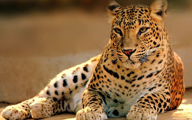 Gros chat, prédateur, léopard, photo léopard, Gros, chat, prédateur, léopard, Fond d'écran HD