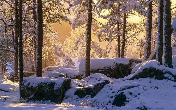 Musim dingin, salju tebal, hutan, pohon, sinar matahari, Musim dingin, tebal, salju, hutan, pohon, sinar matahari, Wallpaper HD