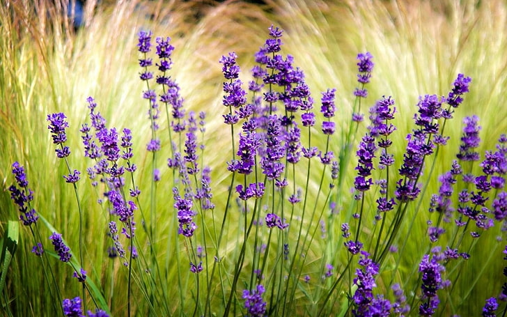 bidang lavender blur mempertajam-Bunga fotografi wa .., bunga lavender, Wallpaper HD