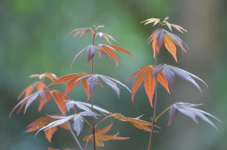 close up shot of brown leaf plant, japanese maple, japanese maple, Japanese Maple, close up shot, brown, leaf, plant, Japanese  Maple, nature, tree, autumn, branch, HD wallpaper