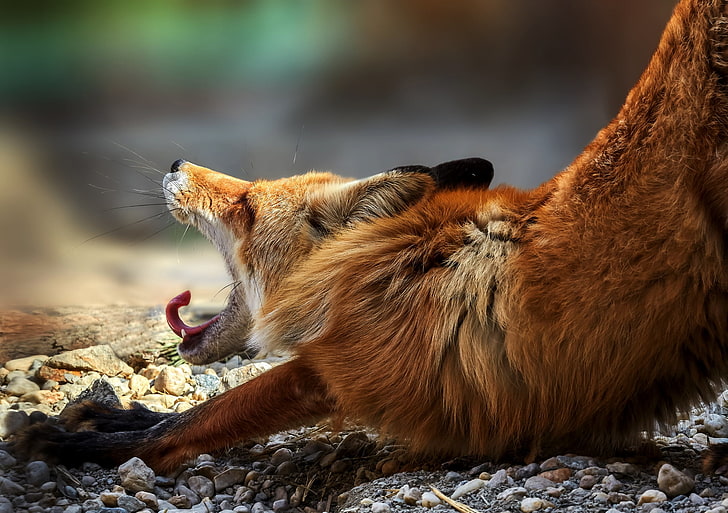 brown fox, animals, fox, yawning, HD wallpaper