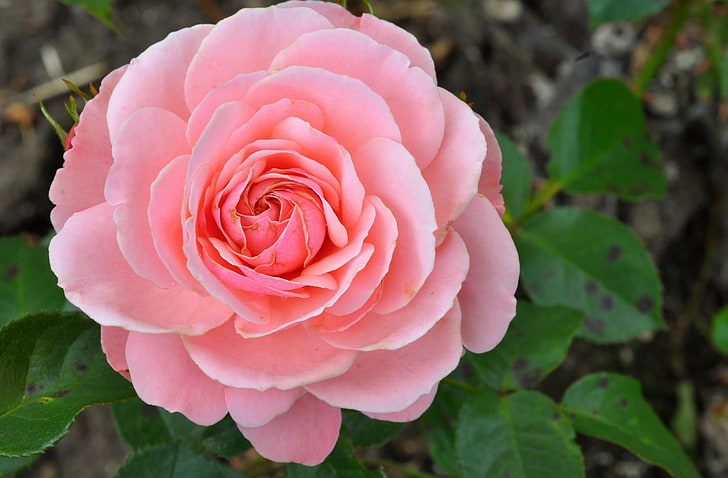 розова листна роза, роза, цвете, пъпка, венчелистчета, HD тапет