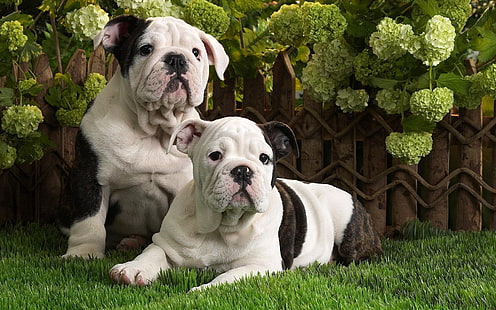 dos cachorros de bulldog inglés blanco y negro, perros, bulldog, atigrado, negro, blanco, hierba, mentira, pareja, Fondo de pantalla HD HD wallpaper