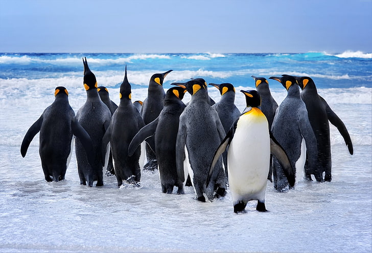 Uccelli, pinguino, animale, uccello, re pinguino, oceano, mare, Sfondo HD