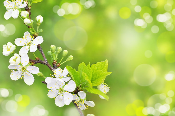 spring pictures, HD wallpaper