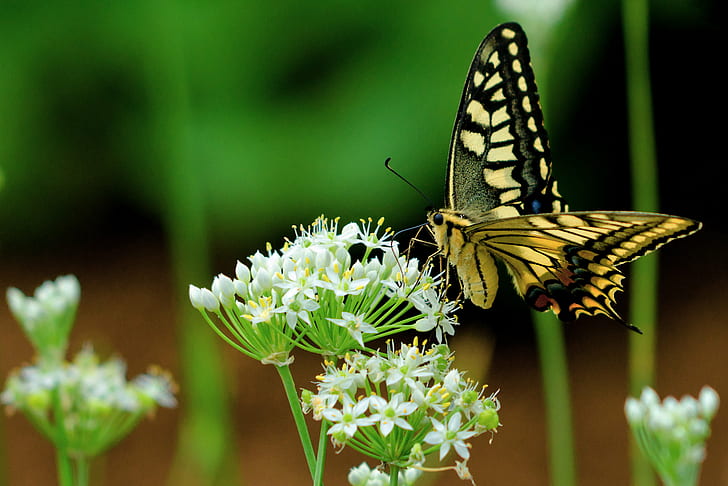tiger swallowtail butterfly on white flower, leek, swallowtail, leek, flower, Female, Yellow, Leek, tiger swallowtail, swallowtail butterfly, white flower, Japan, Kanagawa, Yokohama, Aoba, Outdoor, Nature, Field, Plant, Blossom, Scallion, Oriental, Garlic, Chinese Chives, White, Creature, Animal, Insect, Bug, Butterfly, Common, Old World Swallowtail, Macro, Bokeh, Nikon  D7000, SIGMA, APO, 70-200mm, F2.8, EX, HSM, CLUB, HD wallpaper