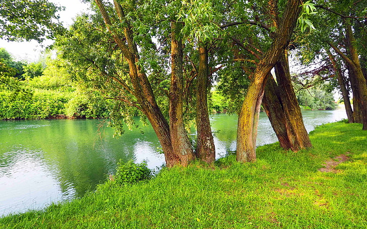 川セリオベルガモイタリア穏やかな川の木柳緑風景写真壁紙Hdデスクトップ3840×2400、 HDデスクトップの壁紙