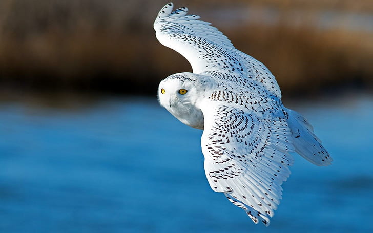 Snowy Owl Bird Flying, nevoso, uccello, volante, Sfondo HD