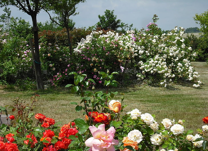 assorted-color flowers, roses, flowers, shrubs, garden, park, lawn, HD wallpaper