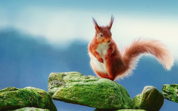 Rote Eichhörnchen-Grün-Felsen mit Moosblau-Hintergrund, HD-Hintergrundbild