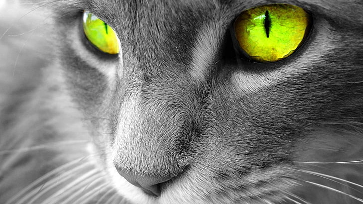 кошка, выборочная окраска, глаза, животные, HD обои