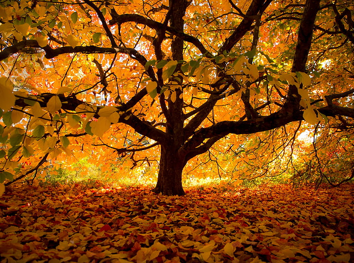 Autumn Colours under the Tree, brown tree, Seasons, Autumn, Yellow, Leaves, Tree, Golden, Fall, Branches, Colours, HD wallpaper