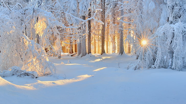 white tree, winter, nature, forest, snow, landscape, trees, sun rays, white, cold, sunlight, frost, HD wallpaper