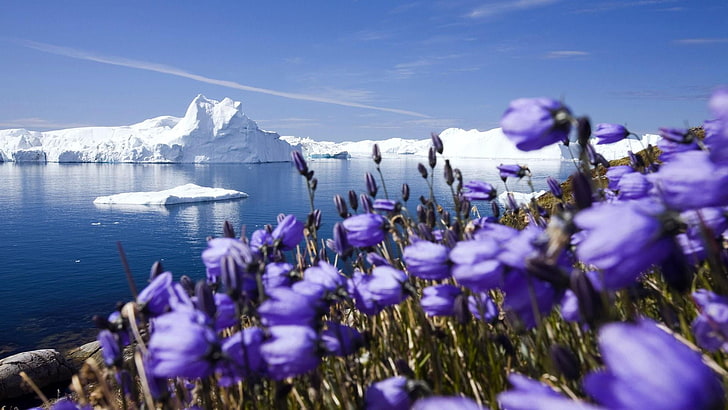 планинска природа, Гренландия, диско залив, ливада, ледник якобшавн, залив, звънец, цвете, арктичен, планина, лилави цветя, лед, вода, флора, растение, небе, диво цвете, пролет, цветно поле, HD тапет