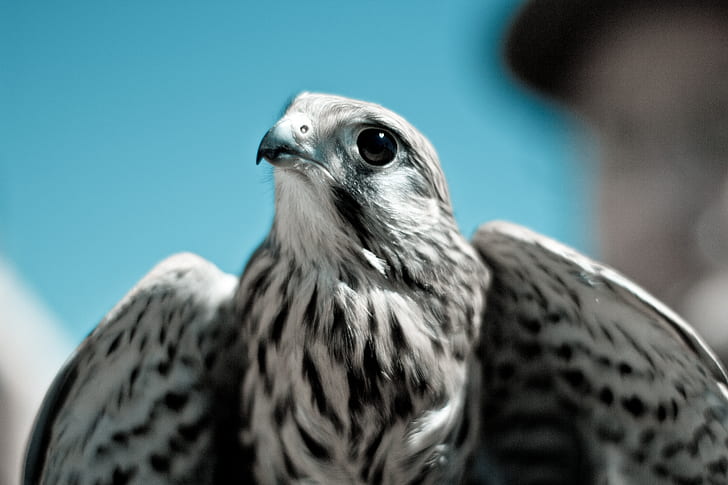 falcon, bird, predator, beak, HD wallpaper