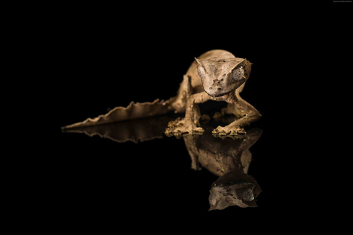 abu-abu, latar belakang hitam, Tiger Gecko, refleksi, mata, reptil, Wallpaper HD
