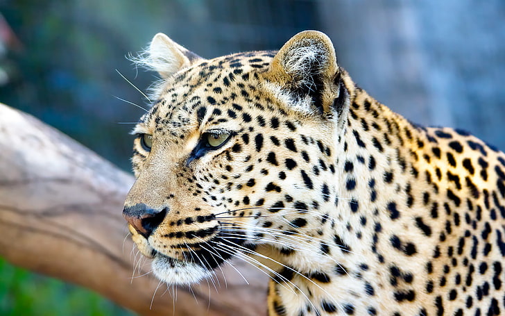 Leopard Stare, สัตว์, นกขมิ้น, แคนนอน, canonef28‑300mmf / 3.5‑5.6lisusm, canoneos500d, เสือดาว, การถ่ายภาพ, เตเนรีเฟ, วอลล์เปเปอร์ HD