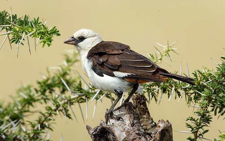 black and white short-beak bird, bird, branch, feathers, HD wallpaper