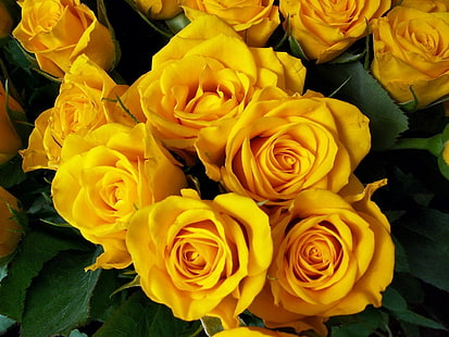 bouquet de roses jaunes, roses, fleurs, jaune, vives, belles, bouquet, Fond d'écran HD HD wallpaper