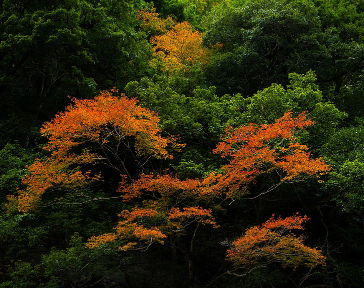 ต้นไม้ในป่า, ต้นไม้ใบสีแดง, ธรรมชาติ, ป่า, ฤดูร้อน, ต้นไม้, ป่า, ใบไม้, วอลล์เปเปอร์ HD