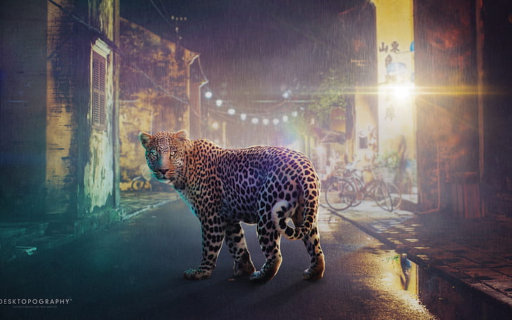 Night Leopard HD, brown and black coat cheetah, night, creative, graphics, creative and graphics, leopard, HD wallpaper
