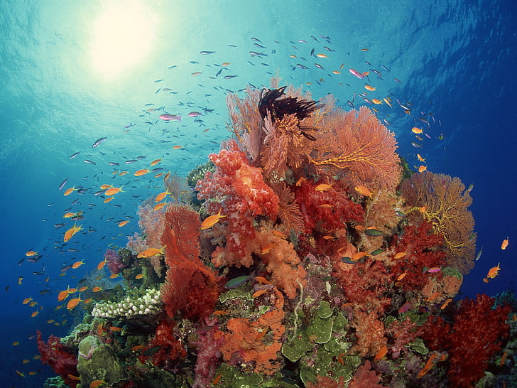 school of fish, underwater, sea, coral, fish, colorful, HD wallpaper