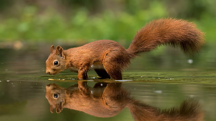 Red Squirrel Scientific Name Sciurus Vulgaris Rodent Period Of Pregnancy 38 Days Desktop Hd Wallpaper For Pc Tablet And Mobile 3840×2160, HD wallpaper