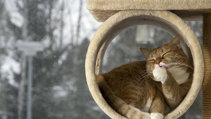 animales, gato, mascota, gatitos, animales bebé, naturaleza, árboles, nieve, relajante, Fondo de pantalla HD